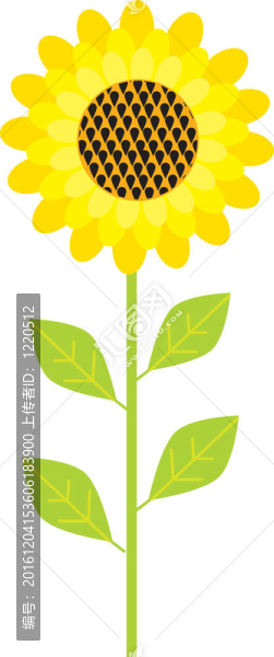 向日葵