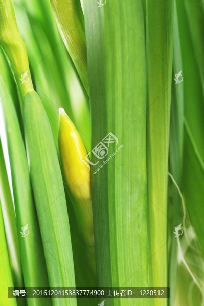 黃水仙芽