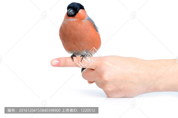 紅腹灰雀