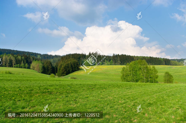 森林附近的春天風(fēng)景