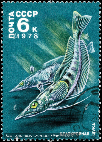 USSR,-大約1978,whiteblooded派克