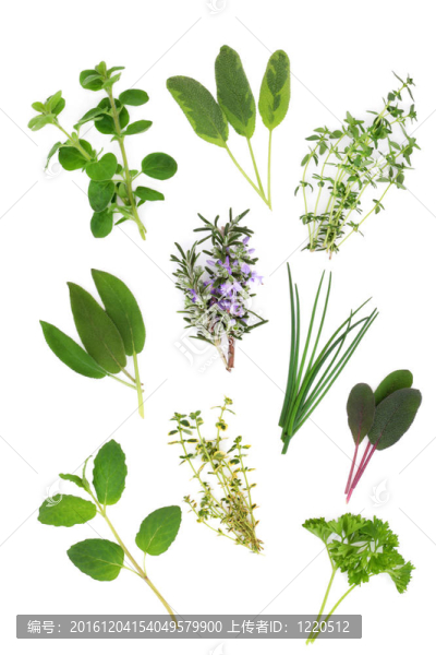 草本植物葉的品種