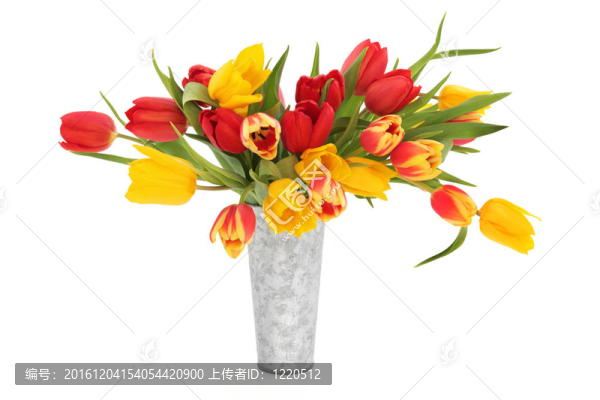 郁金香花的美