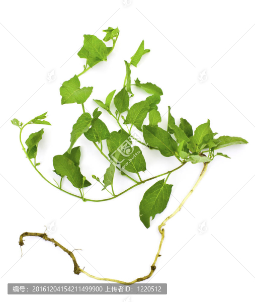 惡性雜草田旋花