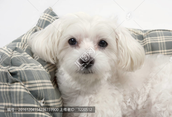 馬爾濟(jì)斯犬