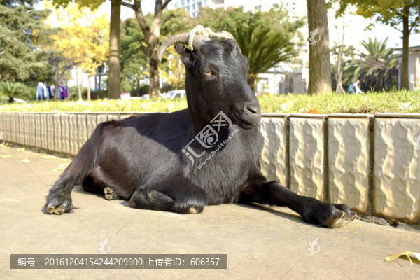 黑山羊