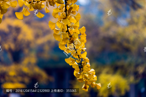 銀杏