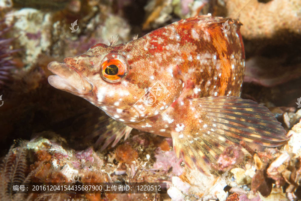 畫六線魚魚