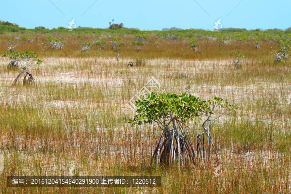 在沼澤地的紅樹林