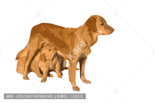 金毛狗