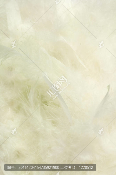 蓬松的奶油般的羽毛的背景