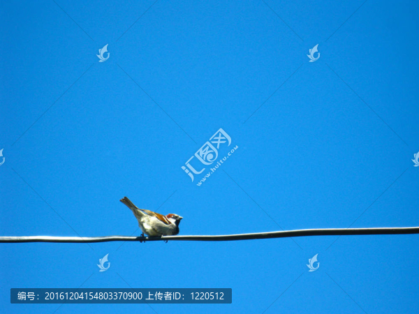 電線上的鳥