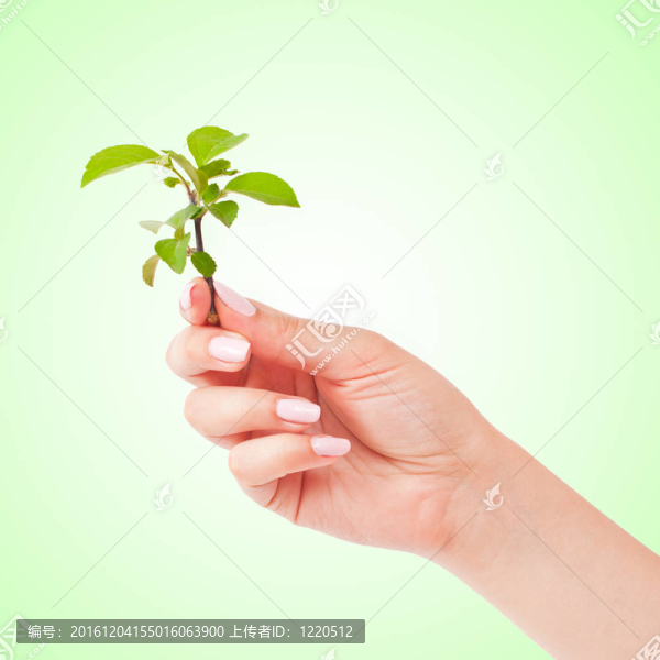 綠色植物在手
