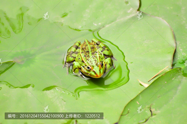 青蛙在墊