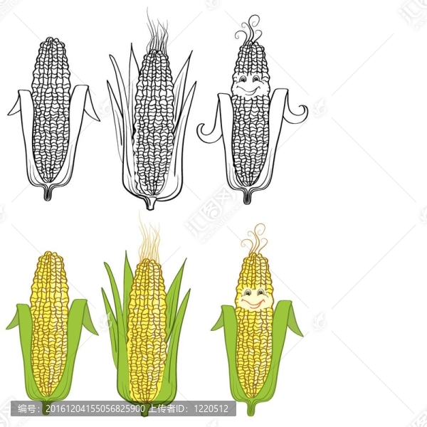 白色玉米插畫