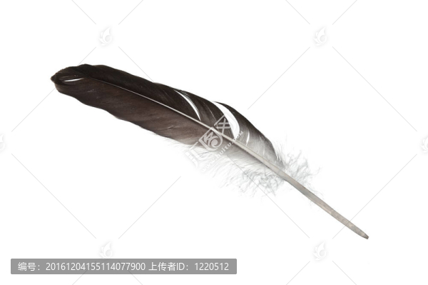 白色背景羽毛