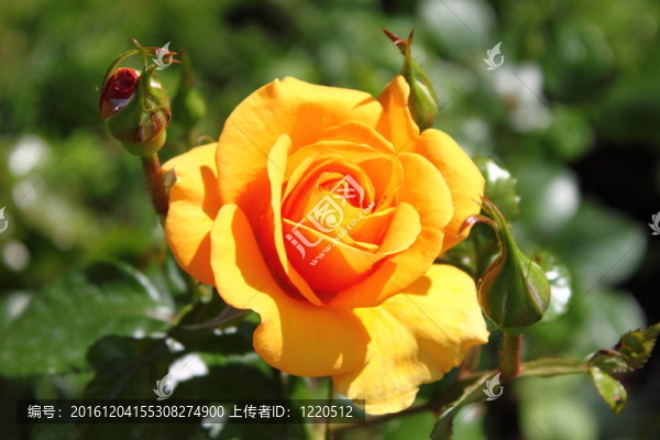 黃玫瑰