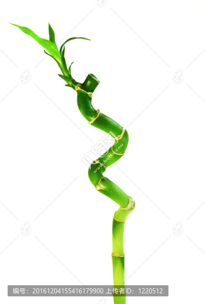 竹類植物