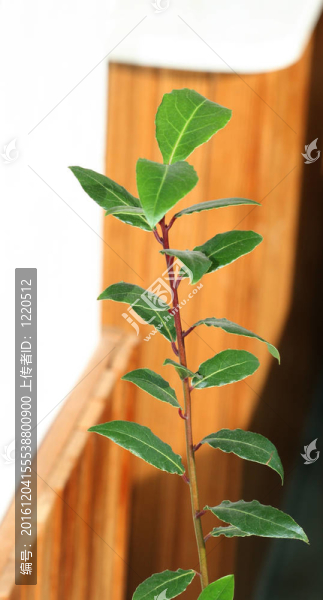 月桂月桂樹