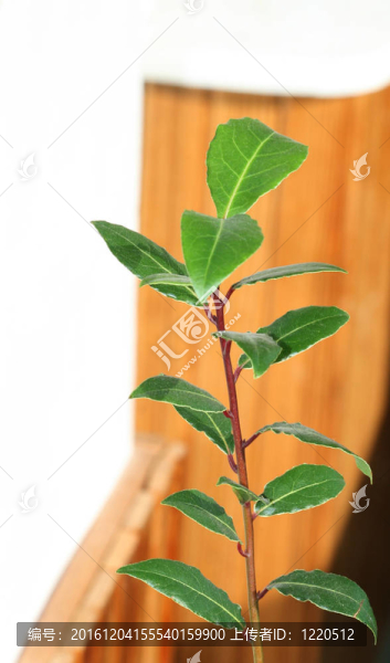 月桂月桂樹