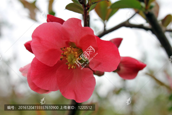 樹的白色背景春暖花開