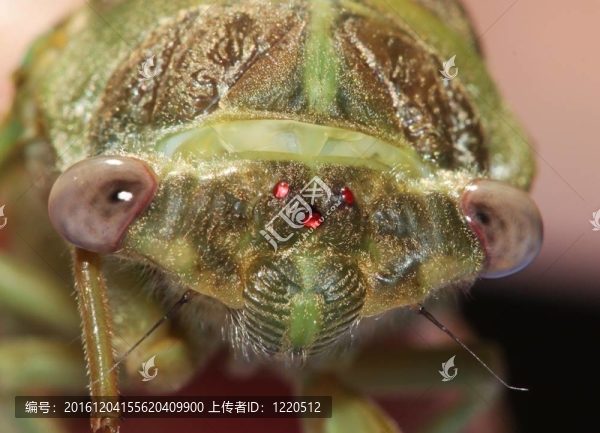 蟬的臉
