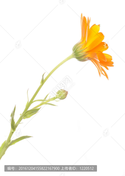橙色的雛菊花