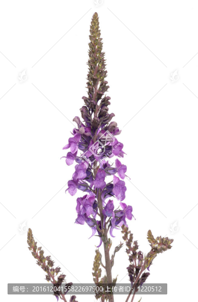 千屈菜