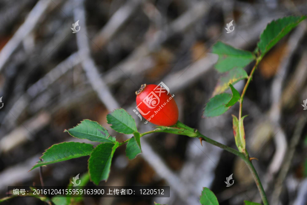 紅漿果