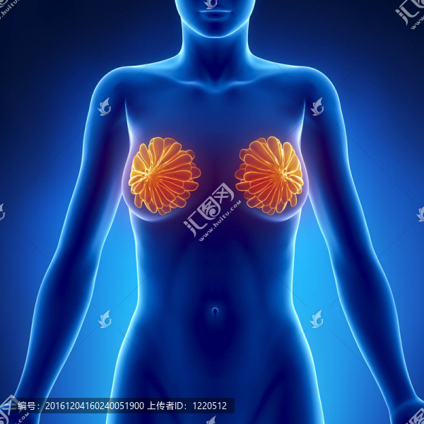 女性乳房解剖前視圖