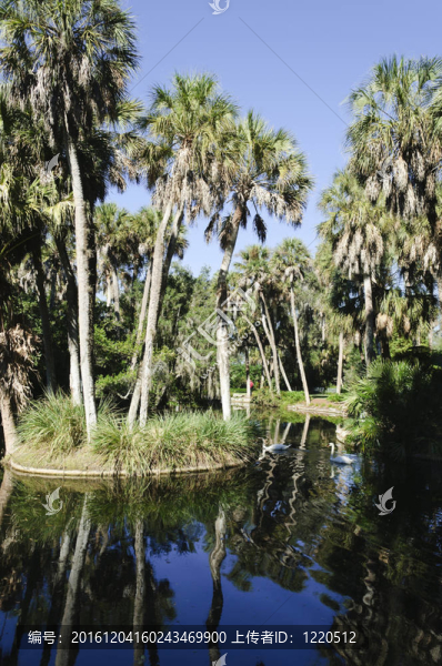 Homosassa,Springs