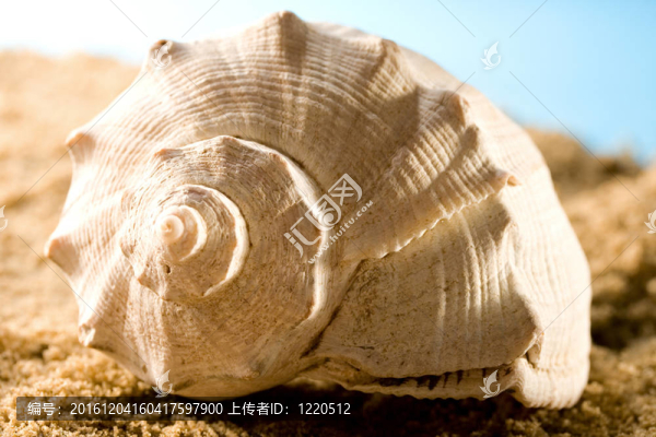 貝殼砂