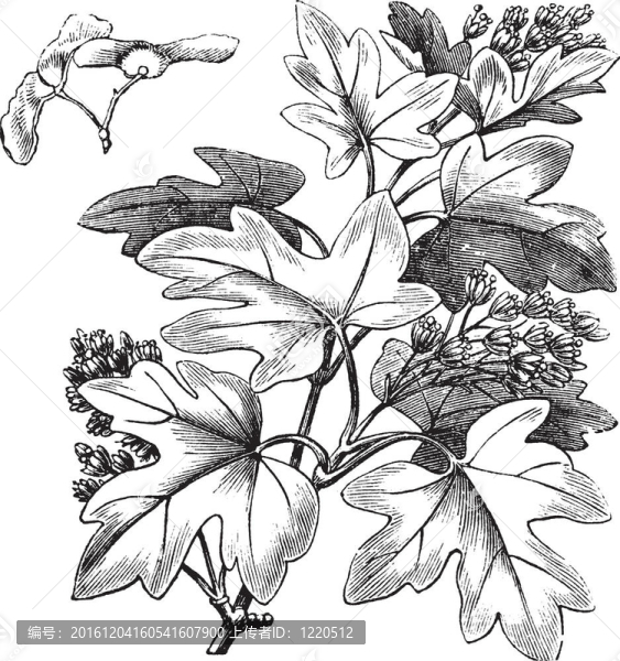 場(chǎng)的楓樹(shù)或?qū)_的楓樹(shù)或宏碁坎佩斯特里；復(fù)古雕刻