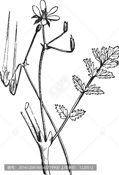 白鸛s-bill或redstem菲拉雷或Erodium,cicutarium；復(fù)古雕刻