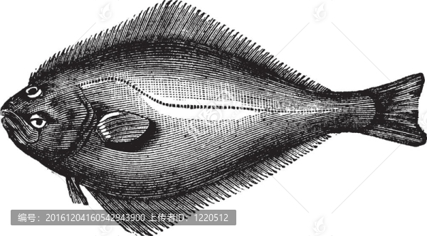 大西洋左口魚或庸庸；復古雕刻