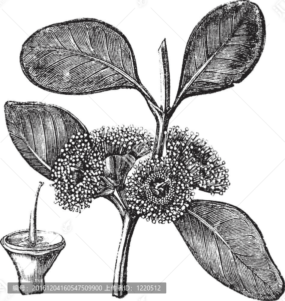 Bell,fruited,Mallee或桉樹preissiana復(fù)古雕刻；
