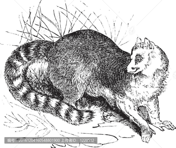 環(huán)尾狐猴和環(huán)尾狐猴復(fù)古雕刻