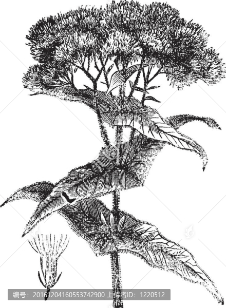 Joe,pye的雜草或eutrochium,sp.；復(fù)古雕刻