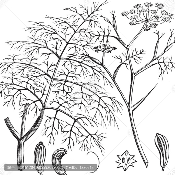 小茴香、Foeniculum,vulgare；復古雕刻