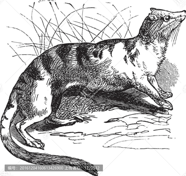 縞椰子貓（Hemigalus,derbyanus）復(fù)古雕刻