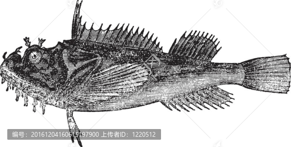 常見的海鴉（Hemitripterus,acadianus）復(fù)古雕刻