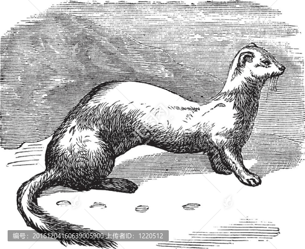 鼬（Mustela,erminea）或雅美冬季毛皮復(fù)古雕刻