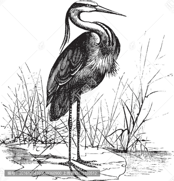 歐洲常見的蒼鷺（Ardea,cinerea）或蒼鷺復古雕刻