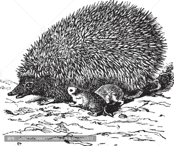 歐洲刺猬（Erinaceus,europaeus）或普通刺猬復(fù)古雕刻