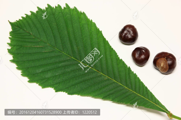 馬栗葉
