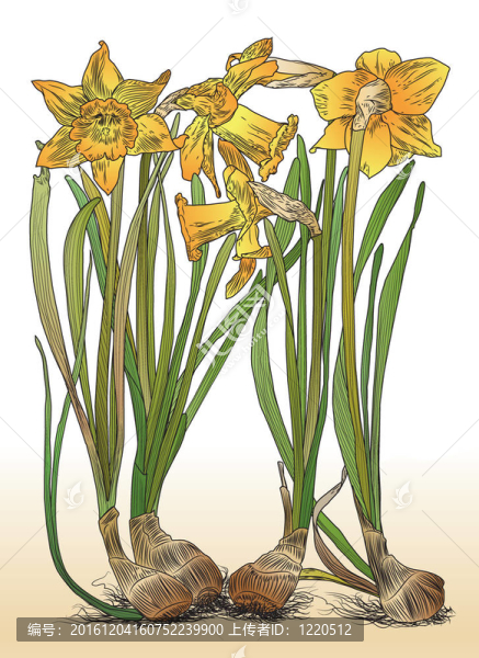 水仙花和彩色插圖