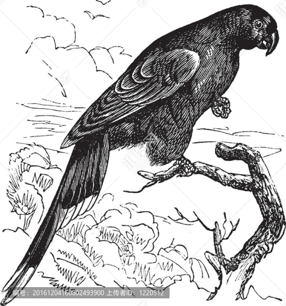 Papuan,Lorikeet和charmosyna,papou復(fù)古雕刻