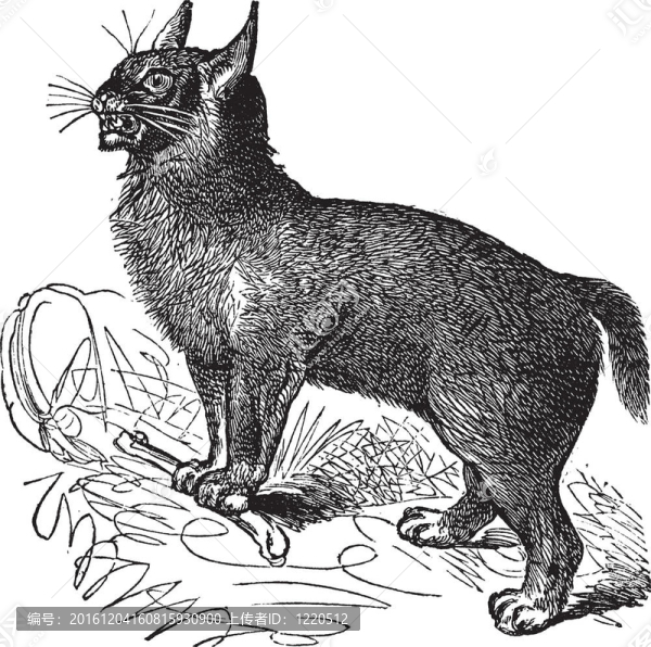加拿大山貓或加拿大猞猁復古雕刻