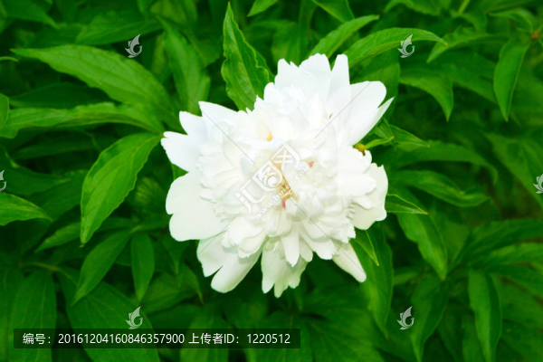 花香尾韻