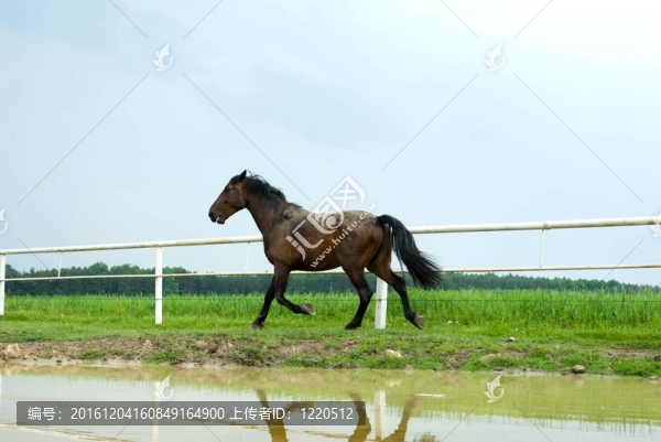 馬
